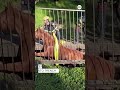 Horse safely rescued after falling into trench in California  - 00:51 min - News - Video