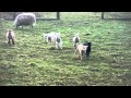 Lamb's full of the joys of Spring