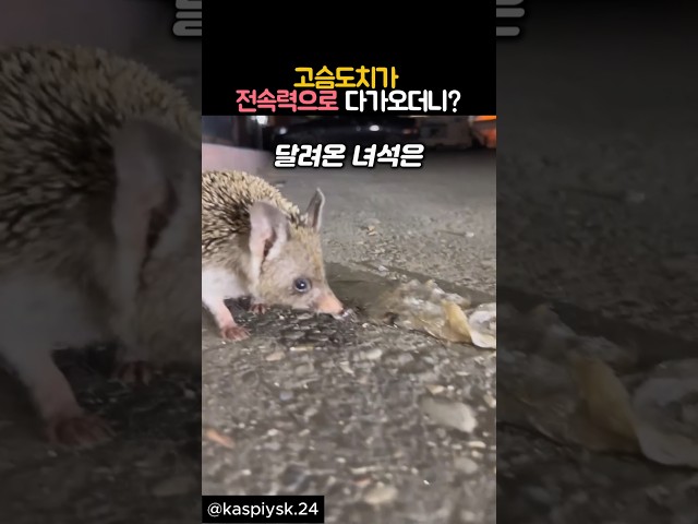고슴도치가 전속력으로 다가오더니? #동물 #고슴도치