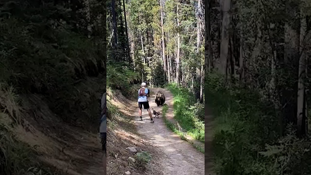 "Terrifying" close encounter with bear for couple hiking near Banff