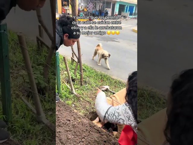 vuela altoamigo #animales #vuelaalto #amoalosanimales #viralchallenge #animales #noalmaltratoanimal