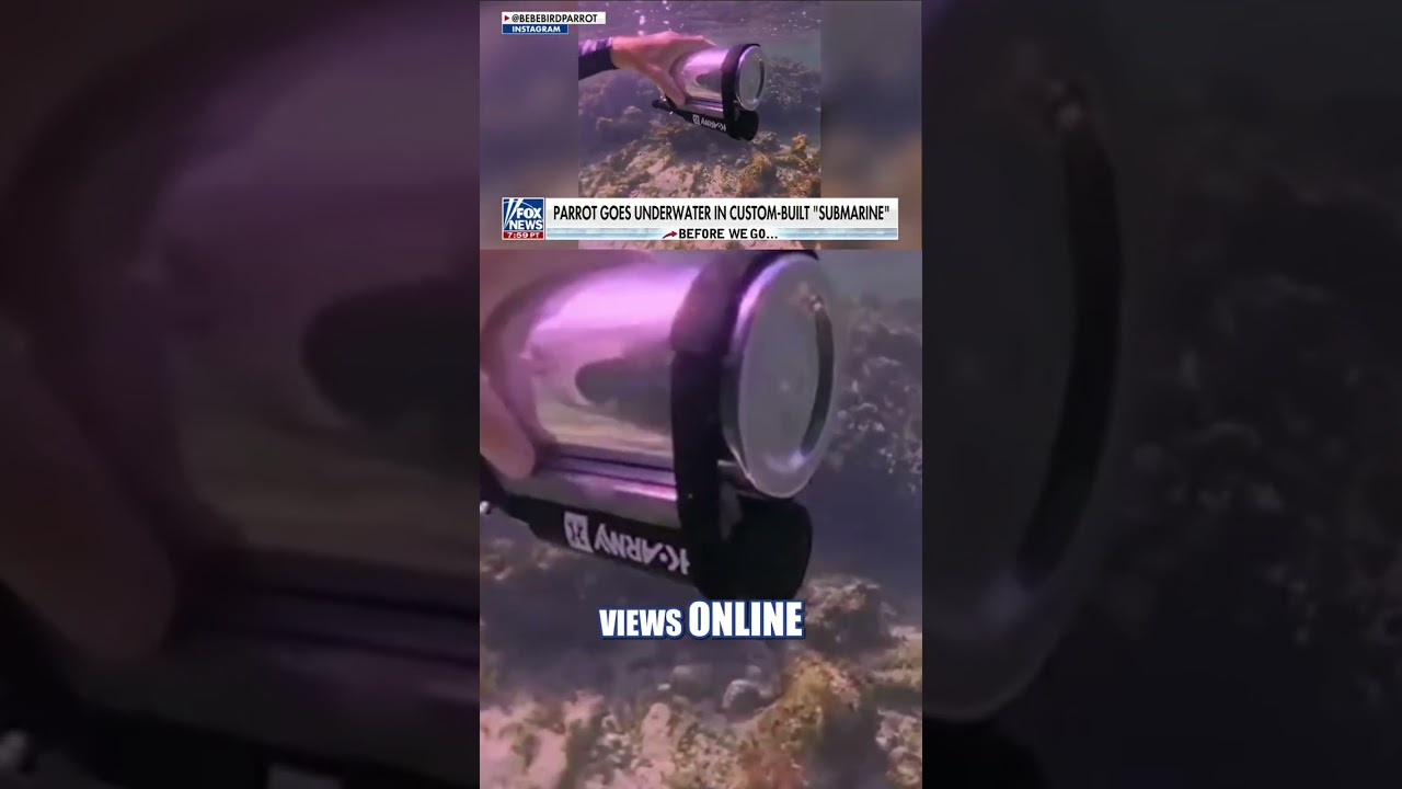 SEE IT: Parrot goes under the sea in DIY submarine #foxnews #news #shorts #animals #diy