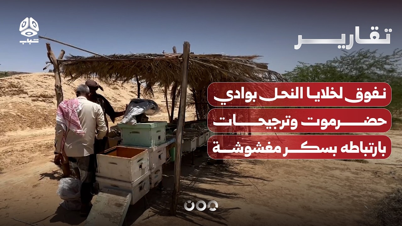 نفوق واسع لخلايا النحل بوادي حضرموت وترجيحات بارتباطه بسكر مغشوشة