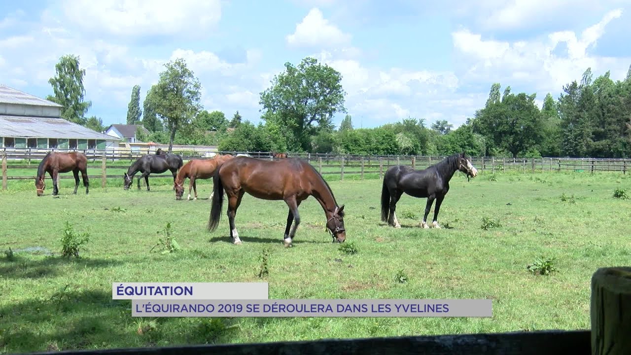 Yvelines | Equitation : l’équirando 2019 se déroulera dans les Yvelines