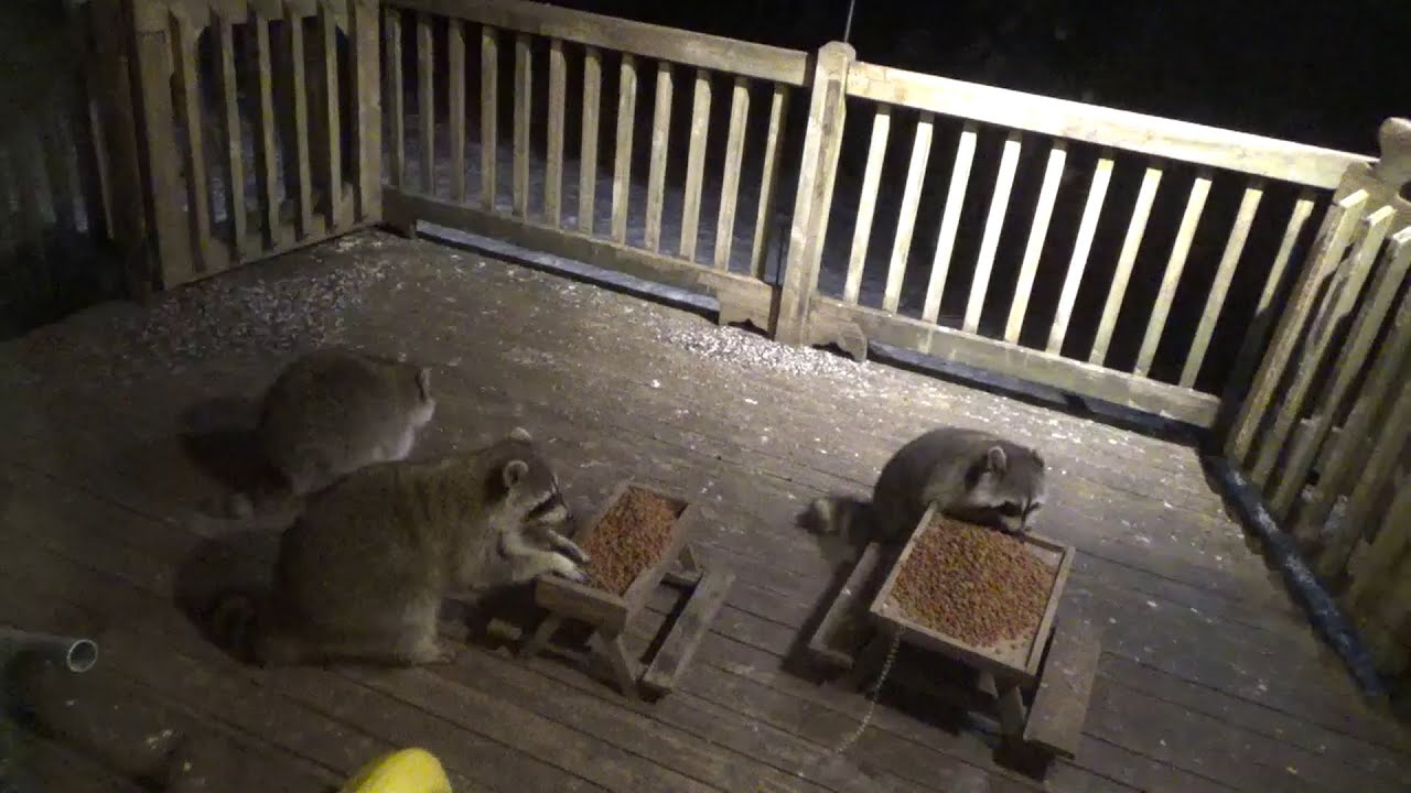Mon 03 Mar 25 Three Raccoons on a cold night