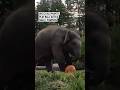 Watch elephants play ball with a small pumpkin