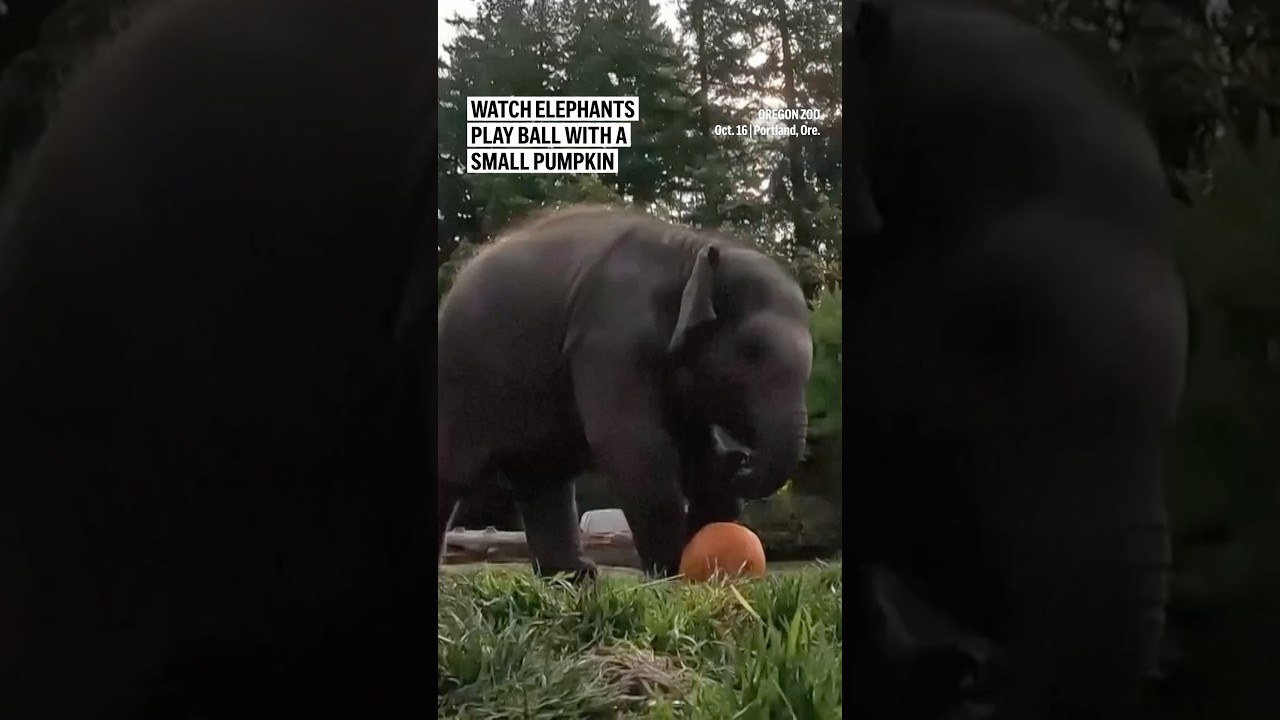 Watch elephants play ball with a small pumpkin