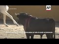 Colombia: Votación  crucial sobre las  corridas de toros  - 01:13 min - News - Video