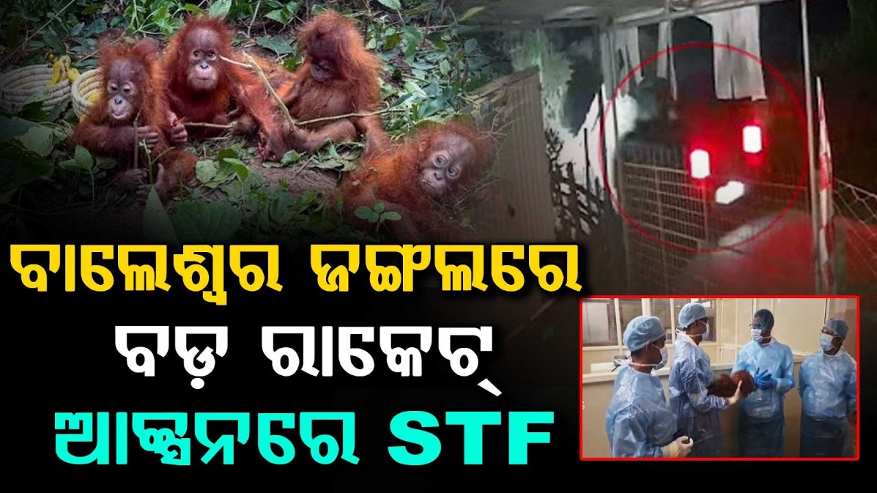 Orangutan Rescue Case: STF Gets Exclusive FIR Copy, Raids Across States | Argus News