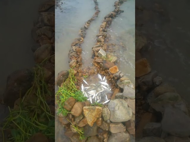 The process of catching stream fish with stone traps