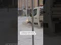 Hailstorm floods Polish city  - 00:26 min - News - Video