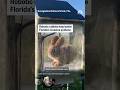 Robotic rabbits help battle Floridas invasive pythons