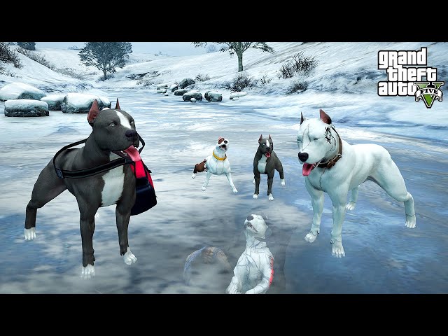 PİTBULL AİLESİ BUZUN ALTINDAKİ PİTBULL CİNNET'İ BULUYOR! - GTA 5 PİTBULL'UN HAYATI