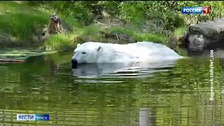 В Большереченском зоопарке будут разводить медведей