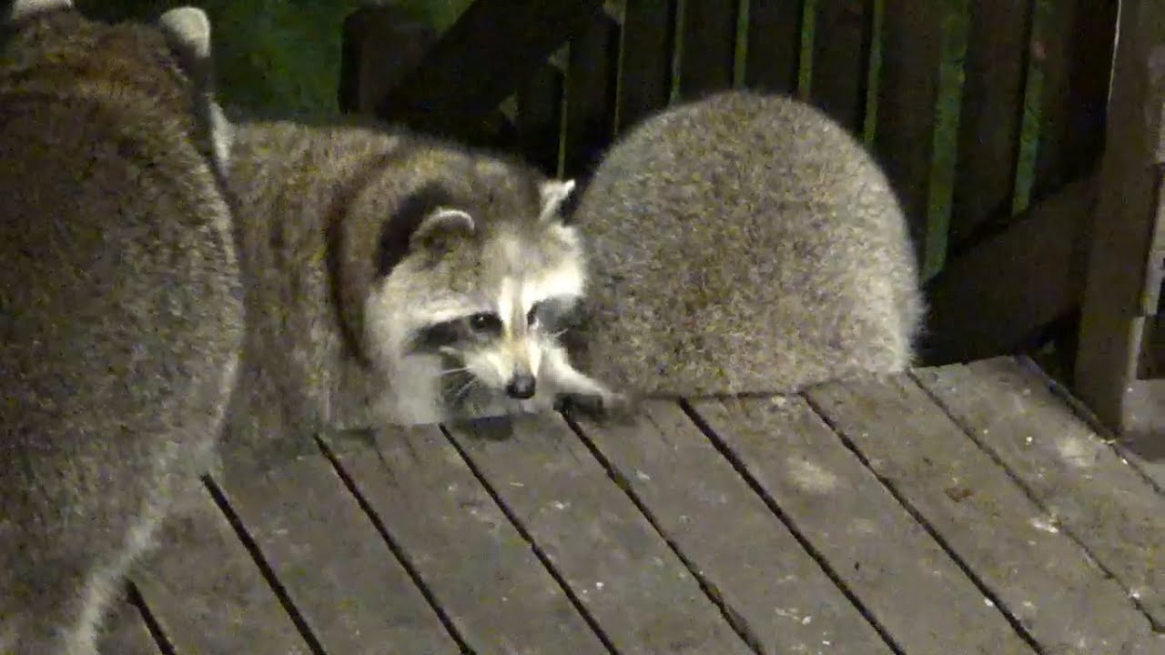 Tuesday with Bandit and Lil Bit