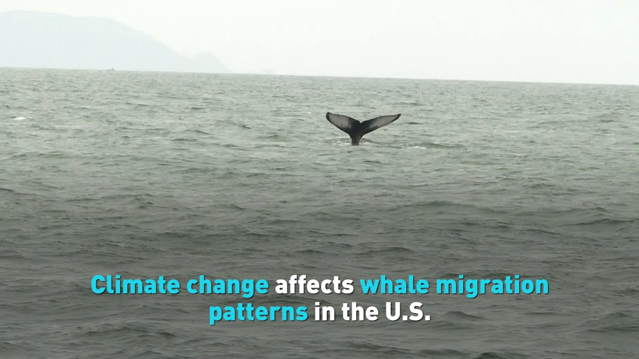 Climate change affects whale migration patterns in the U.S.