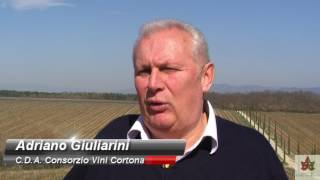 Vini in lavorazione 2016: Incontro dei produttori del consorzio vini cortona