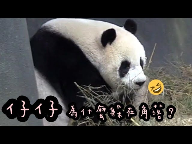 圓仔縮在角落想挖洞？圓仔忙碌中|熊貓貓熊The Giant Panda Yuan Yuan and Yuan Bao|台北市立動物園