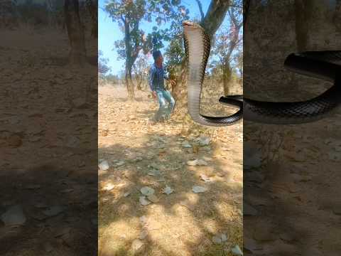SEEMA DASARA CHINNODU FULL SONG 4K ｜FOLK SONG 2024  | #folks #freefol #vfxshort #vfxshort