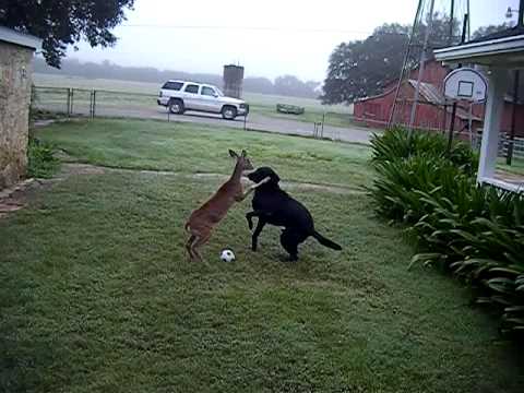 Срничка и куче играат фудбал