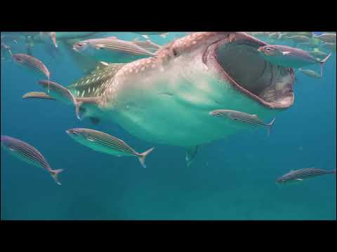 Oceanic Feeling - Lorde (HD , Official Audio)