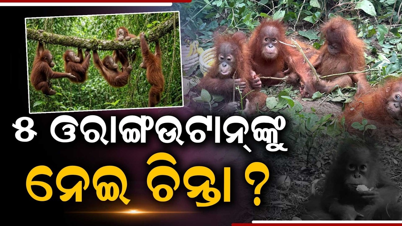 Nandankanan 5 Orangutans Health Update | Technical Team Inspection Report | Argus News