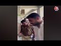 Elvish Yadav Arrested: सामनेआया Elvish Yadav की गिरफ्तारी के बाद का पहला वीडियो, देखिए | AajTak  - 01:39 min - News - Video
