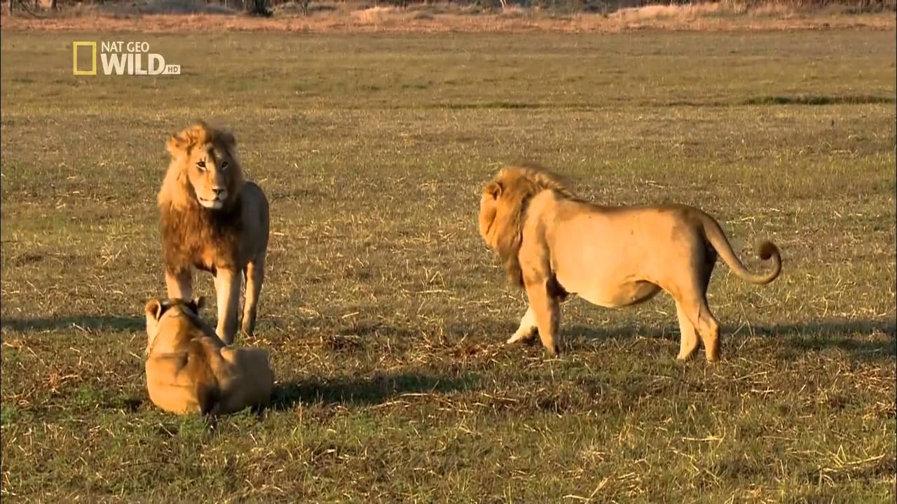 nat geo wild hd nat geo wild hd