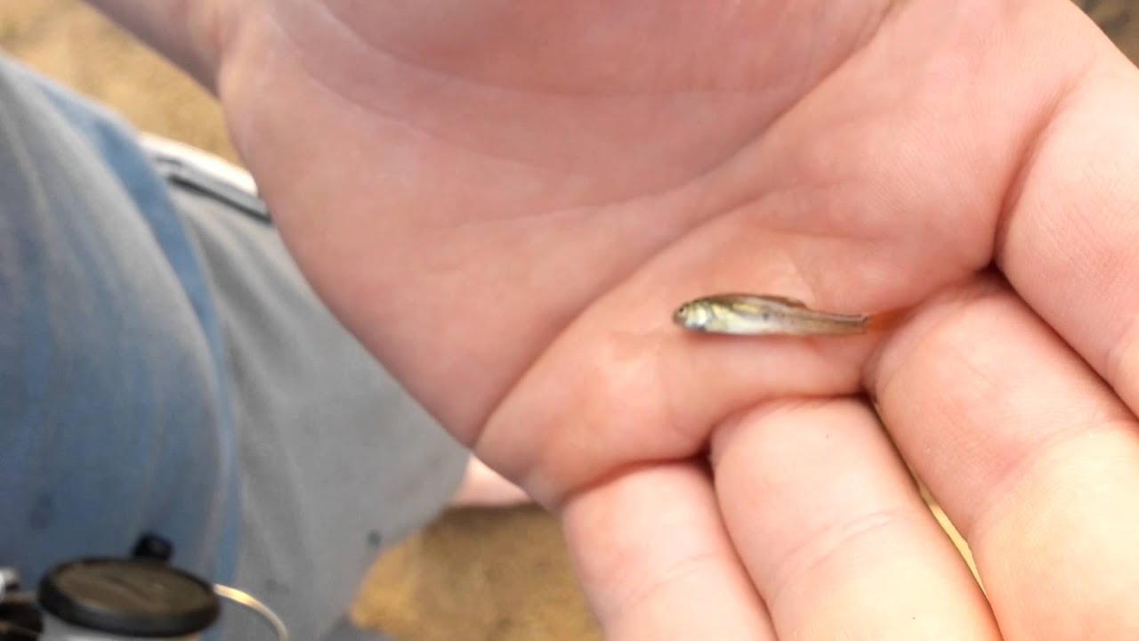 smallest-fish-ever-caught-youtube