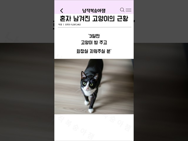 혼자 남겨진 고양이의 근황