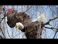 Two fire engines carry out 1 hour rescue operation to save struggling Eagle in a tree