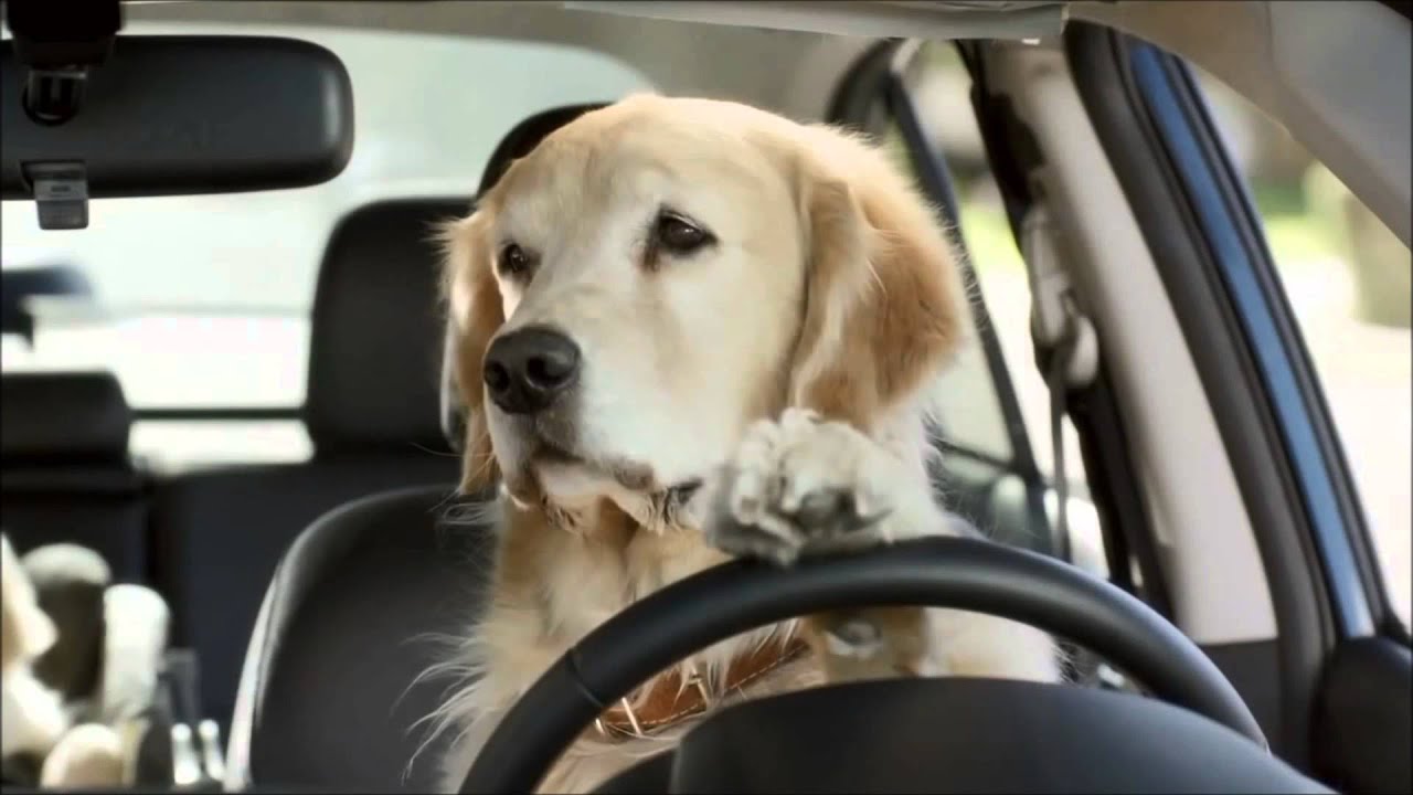 Funny dog nissan commercial clips avi #9