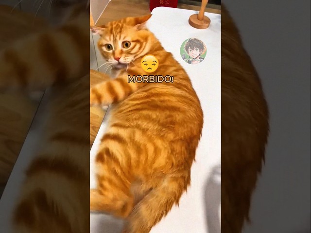 🐱 Il gatto morbidoso