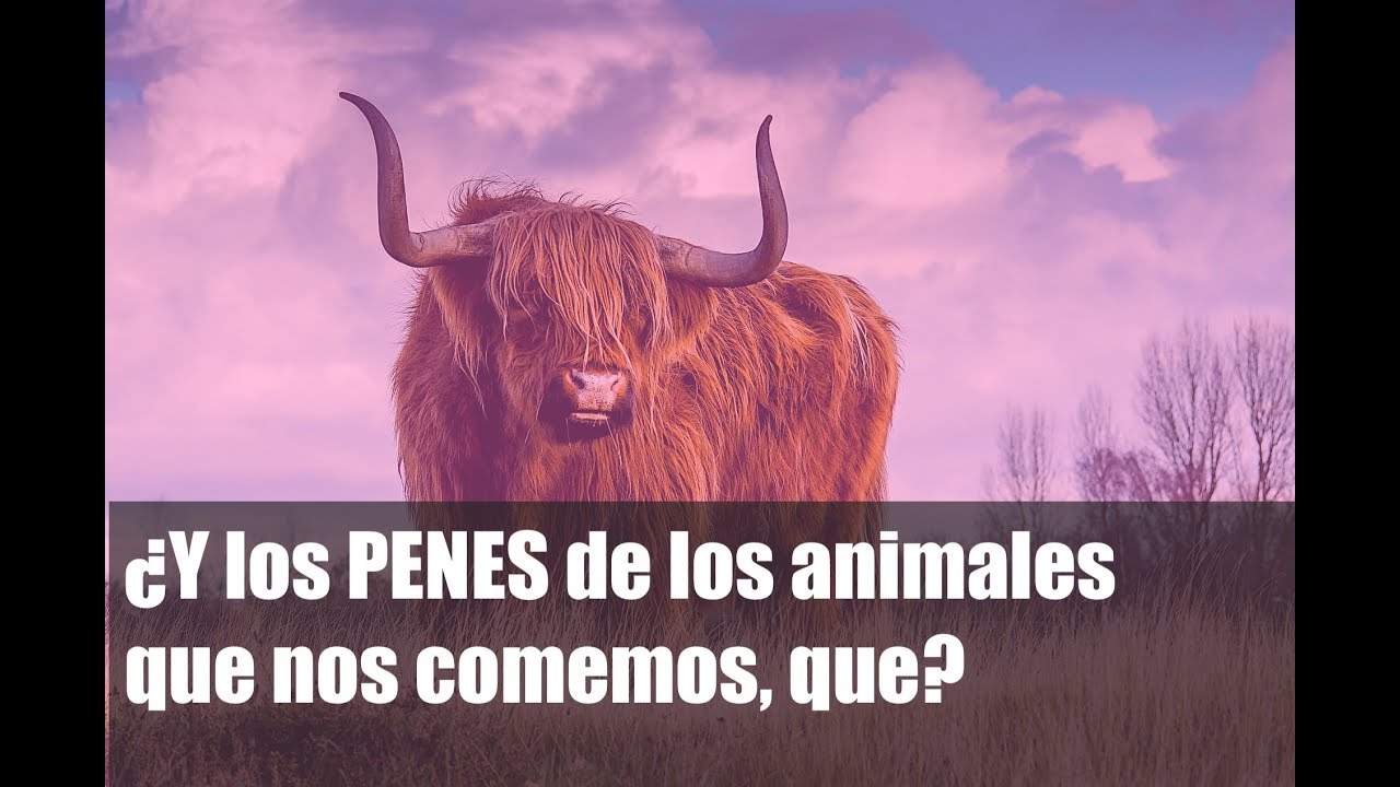 penes, animales, youtuber, divertido, humor, gracioso,