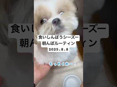 【シーズー】朝んぽのあとに食いしんぼうが爆発するはに丸  #シーズー #shihtzu #shorts #犬のいる暮らし #可愛い #癒し#pets #animals #ペット #dog #시즈