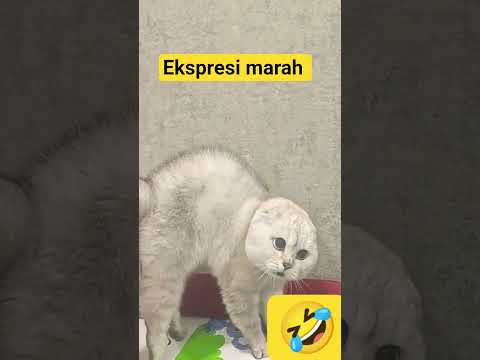 kucing meong lucu, ekspresi marah #funny #cat #kucing #lucu#shorts