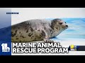 Aquariums new rescue program helps quicker recovery