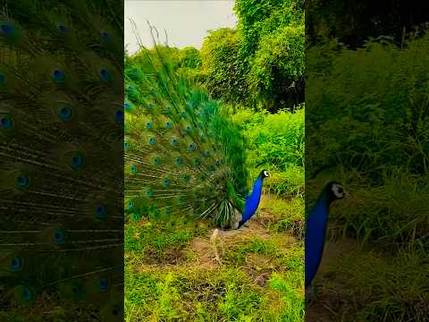 Enjoy the beautiful dance of a peacock during the rainy season #shorts #peafowl #mor