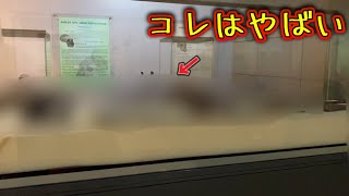 【アフリカ】ケニアの博物館に行ったら写したら消されそうな物でてきました....