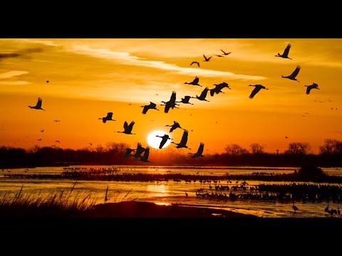 Wings Over Water'