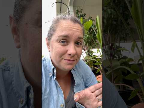 A theme #workingseeds #gardening #colorado #beforethefrost #thegrind #repotting