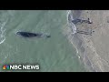 Florida beachgoers advised to avoid dead whale
