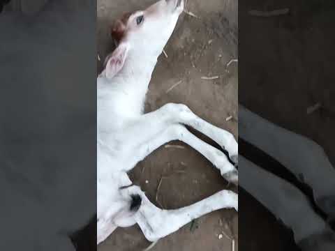 three leg Bull calf #live #love #happy #nature #naturesounds #relaxingsounds #automobile