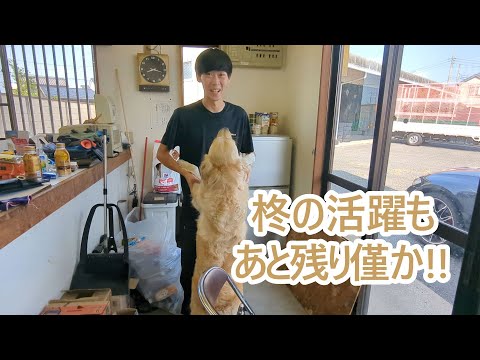 柊の活躍が映せるのもあと少しだね。ゴールデンレトリバーティト