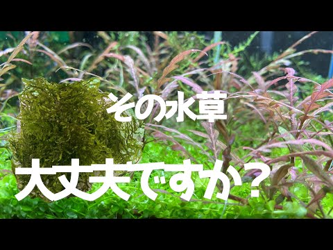 水草を買ったら絶対これして！