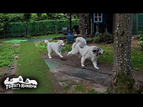ベルの超スピードに遅れを取らずピタリとついていくリリーです　Great Pyrenees　グレートピレニーズ
