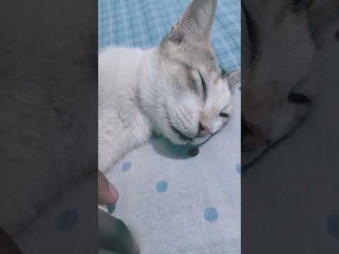 #catlovers #cat #catvideos #catshorts #mizanur_rahman_azhari #mahfil #waz