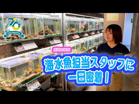 《鳥羽水族館 開館70周年記念動画》飼育係に1日密着!~イルカ・近海魚チーム編~