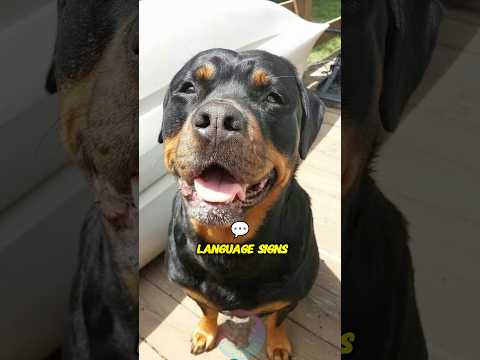 Top 4 Rottweiler Body Language Signs You Should Know #shorts #dog #doglove #pets サムネイル