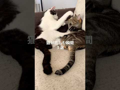 猫の動画サムネイル - 猫が悲しむ瞬間3選 #猫 #ねこ #猫との暮らし #猫のいる暮らし #猫のいる生活 #保護猫 #猫好きさんと繋がりたい #猫動画 #猫のいる生活 #猫好き #ねこ動画 VOICEVOX:ずんだもん